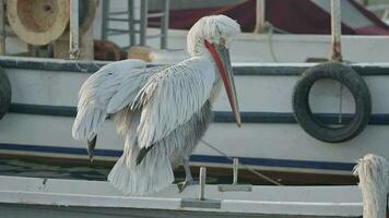 pelikaan vogelstand tussen visvangst boten in de haven. macro schot video