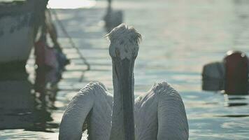 Pelican Birds Among Fishing Boats in the Harbor. Macro Shot video