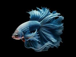 AI generated Beautiful Siamese Fighting Fish. Close Up of Betta Fish Isolated on Black Background. Generative AI photo