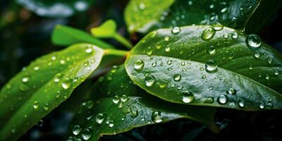 AI generated Fresh Green Leaves with Water Droplets. Close Up of Leaf with Raindrops. Generative AI photo