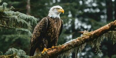 ai generado calvo águila encaramado en un árbol rama. generativo ai foto