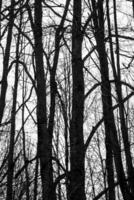 cerca arriba Disparo de el arboles en el bosque. naturaleza foto