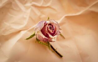 Concept shot of the background theme, wrapping paper, dried roses other flowers and other arrangements. Valentines day photo