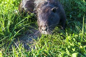 Shot of the muskrat by the bank of the river. Animal photo