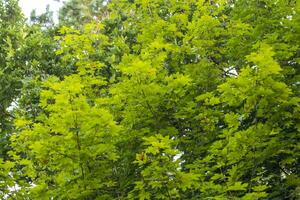 Landscape shot of the forest. Landscape photo