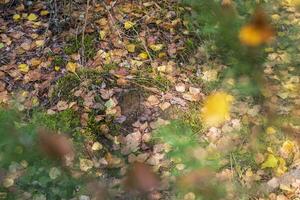 Close up shot of the soil surface in the forest. Nature photo