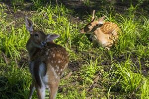 Shot of the deers in the forest. Animals photo