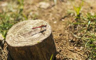 Close up shot of the dragonfly. Insect photo