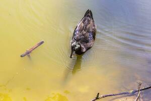 Closeup shot of a duck in the pond. Nature photo