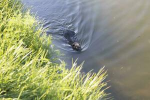 Shot of the muskrat swimming by the bank of the river. Animals photo