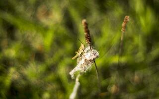 Close up shot of the grasshopper. Nature photo
