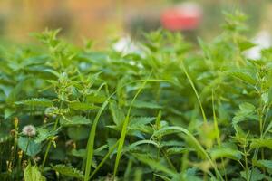 Close up shot of the nettle bushes. Nature photo