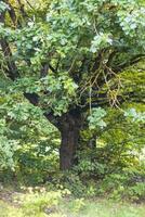 Landscape shot of the forest. Landscape photo