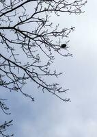 Close up shot of the trees in the forest. Nature photo