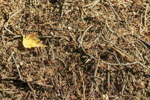 Close up shot of the anthill. Nature photo