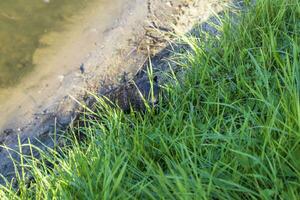 Shot of the muskrat by the bank of the river. Animals photo