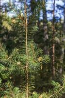 Landscape shot of the forest. Nature photo