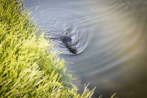 Shot of the muskrat swimming by the bank of the river. Animals photo