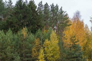 Disparo de el vistoso otoño arboles temporada foto