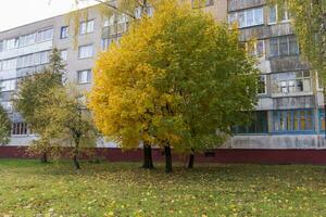 Shot of the colorful autumn trees. Nature photo