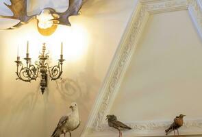 Shot of the hunting trophies on the wall of the room, Decor photo