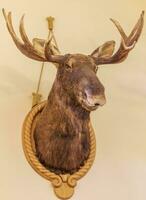 Shot of the hunting trophies on the wall of the room, Decor photo