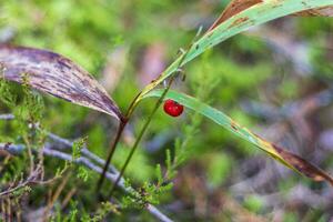 Close up shot of the soil surface in the forest. Nature photo