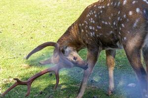 Shot of the deers in the forest. Animals photo