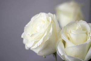 cerca arriba Disparo de el blanco rosas. decoración foto