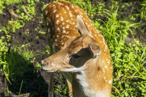 Shot of the deers in the forest. Animals photo