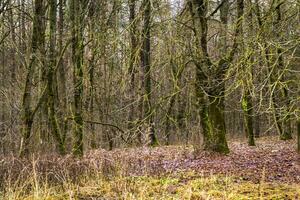 Close up shot of the trees in the forest. Nature photo