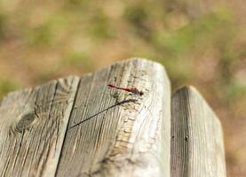 Close up shot of the dragonfly. Insect photo
