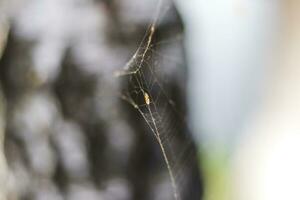 Close up shot of the spider web. Nature photo