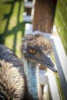 Close up shot of the emu ostrich in the zoo. Animals photo