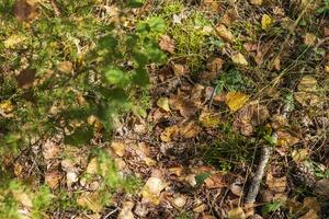 cerca arriba Disparo de el suelo superficie en el bosque. naturaleza foto