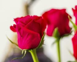 Close up shot of the red roses. Decor photo