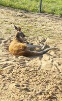 Shot of the kangaroo resting. Wildlife photo