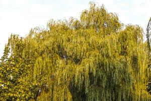 Landscape shot of the beautiful park. Outdoors photo