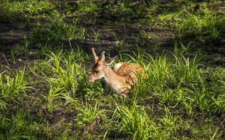 Shot of the deers in the forest. Animals photo