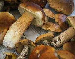 Shot of various mushrooms. Nature photo