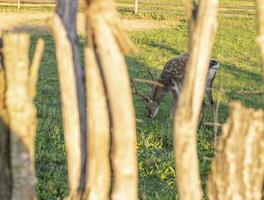 Close up shot of the deer in the cage in the zoo. Animals photo