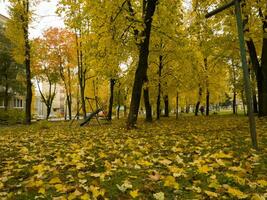 Disparo de el vistoso otoño arboles naturaleza foto