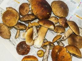 Shot of various mushrooms. Nature photo