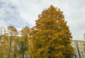 Disparo de el vistoso otoño arboles naturaleza foto