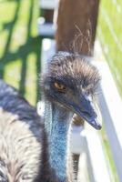 Close up shot of the emu ostrich in the zoo. Animals photo