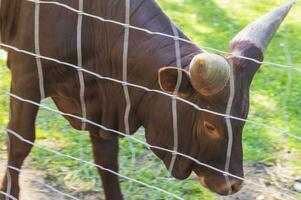 Shot of the cows in the farm. Animals photo