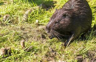 Shot of the muskrat by the bank of the river. Animals photo