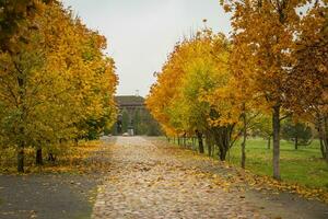 Shot of the colorful autumn trees. Outdoors photo