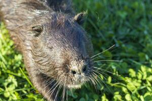 Shot of the muskrat by the bank of the river. Animal photo