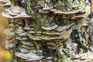 Close up shot of the growths on the woods. Nature photo